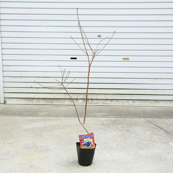 庭木 植木 果樹 品種選べる ブルーベリー ラビットアイ系 佐川急便 N1922v 遊恵盆栽 Yahoo 店 通販 Yahoo ショッピング