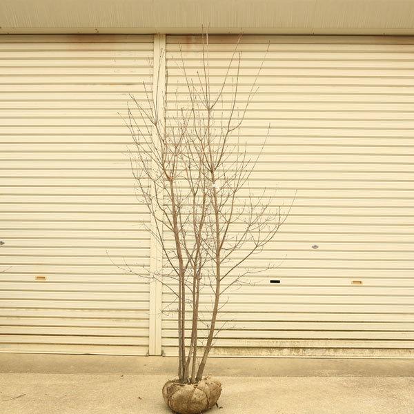 庭木 ヤマボウシ 山法師 やまぼうし 白花 株立ち 樹高 約170ｃｍ 全高180ｃｍ 佐川急便発送 N1924v 遊恵盆栽 Yahoo 店 通販 Yahoo ショッピング