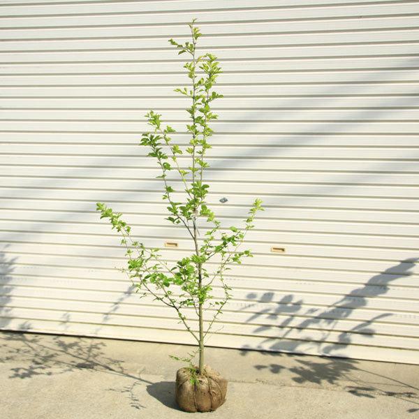庭木 植木 花木 アオハダ コショウブナ マルバウメモドキ 佐川急便 N1936v 遊恵盆栽 Yahoo 店 通販 Yahoo ショッピング