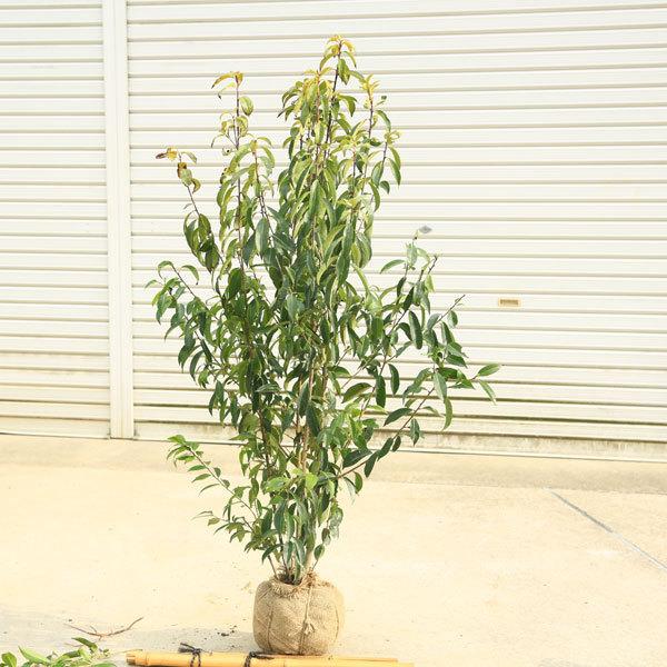 庭木 植木：ナナミノキ 株立ち*七実の木 ナナメノキ 佐川急便 : 遊恵