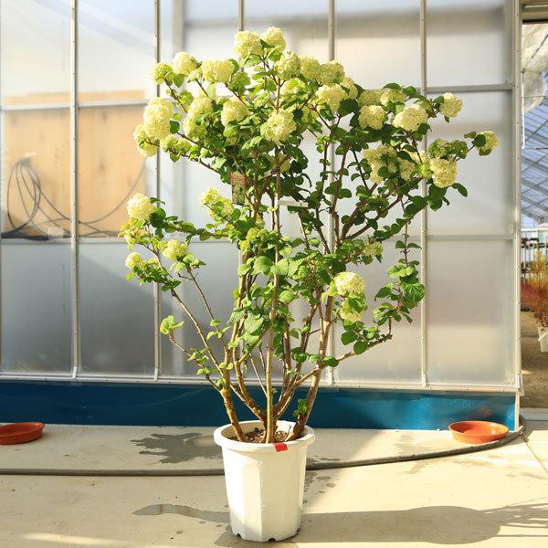 特選庭木：オオデマリ 大手毬 おおでまり 12号 現品限り* 全高