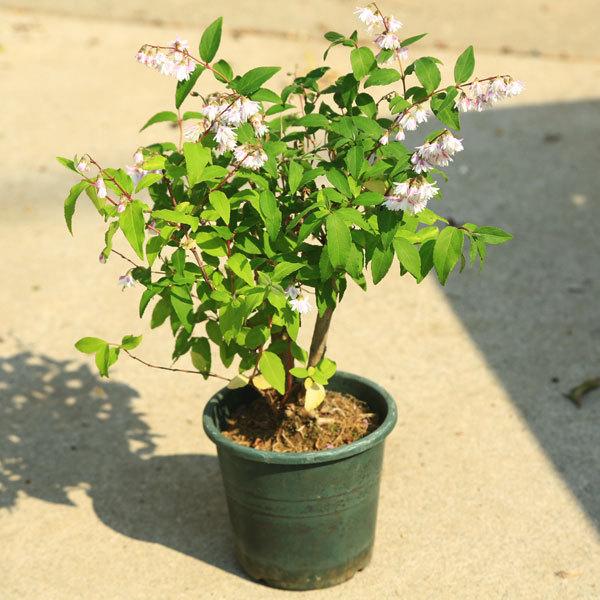 庭木 植木 サラサウツギ 更紗空木 さらさうつぎ 更紗ウツギ ポット 佐川急便 N1956v 遊恵盆栽 Yahoo 店 通販 Yahoo ショッピング