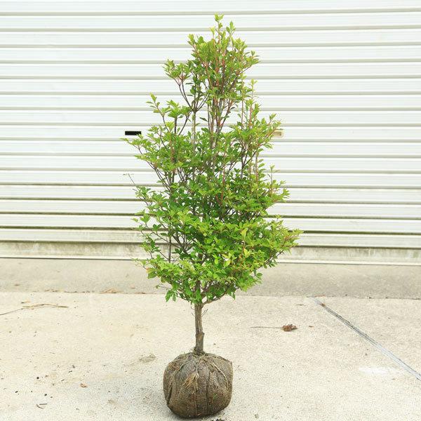 庭木 植木 花木：ドウダンツツジ 大株 樹高：80cm *満天星 