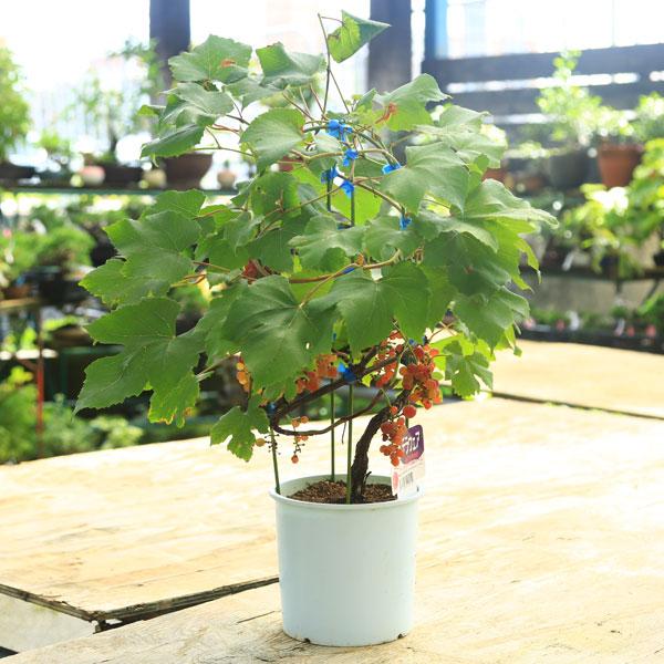 特良品庭木 果樹 ぶどう 葡萄 デラウエア デラウェア 行燈仕立て 実は終了しました 限定４個 N1979v 遊恵盆栽 Yahoo 店 通販 Yahoo ショッピング