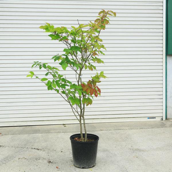 送料無料 庭木：シラキ（白木）しらき 樹高130cm 現品限り！ 佐川