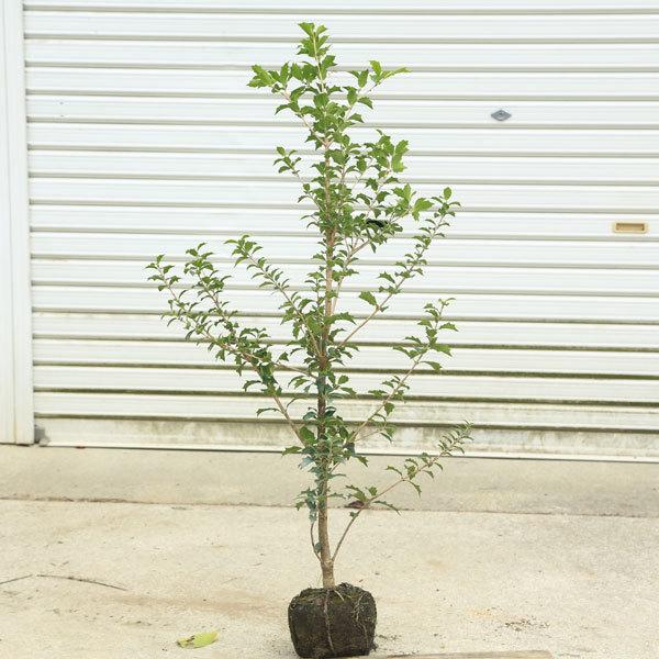 植木 盆栽 ヒイラギ Diy 工具の人気商品 通販 価格比較 価格 Com