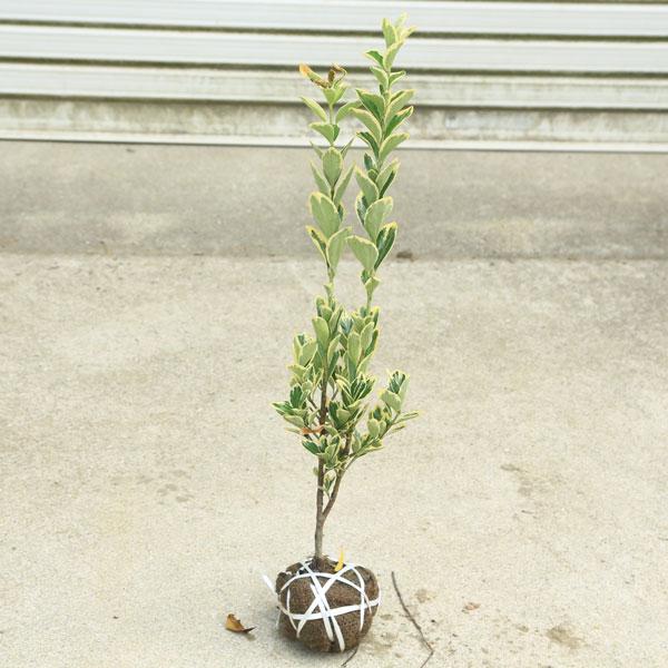 庭木苗・植木苗：斑入りマサキ*（キンマサキ）樹高40cm 金正木 きん