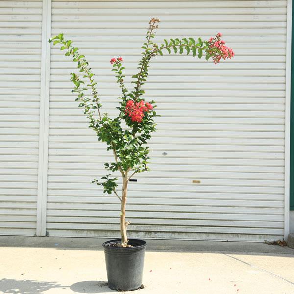 庭木・植木・シンボルツリー：サルスベリ（百日紅） 赤花 現品限り