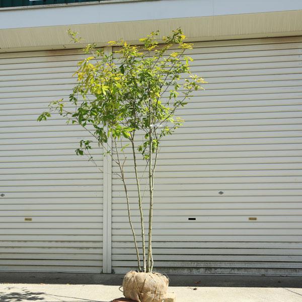 庭木・植木：コナラ（こなら）* 株立ち 現品限り！ 樹高：約170cm
