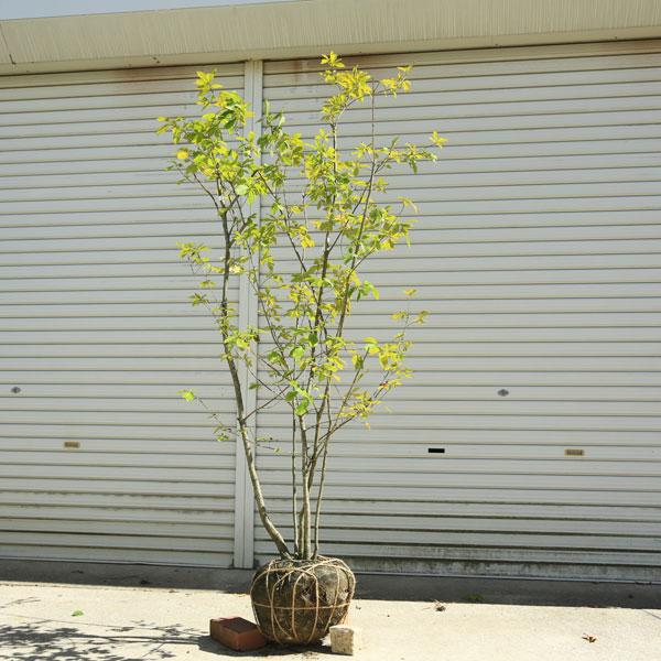 庭木・植木：コナラ（こなら）* 株立ち 現品限り！ 樹高：約170cm