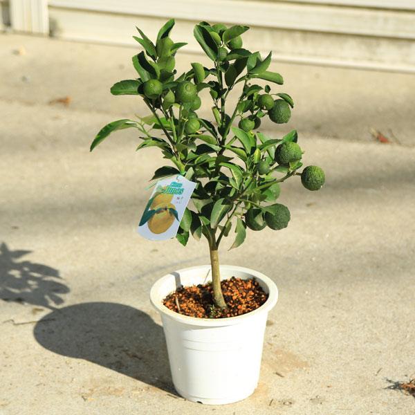 庭木 植木 果樹：一才柚子（花柚子）*6号 柚子 ゆず : 遊恵盆栽 Yahoo