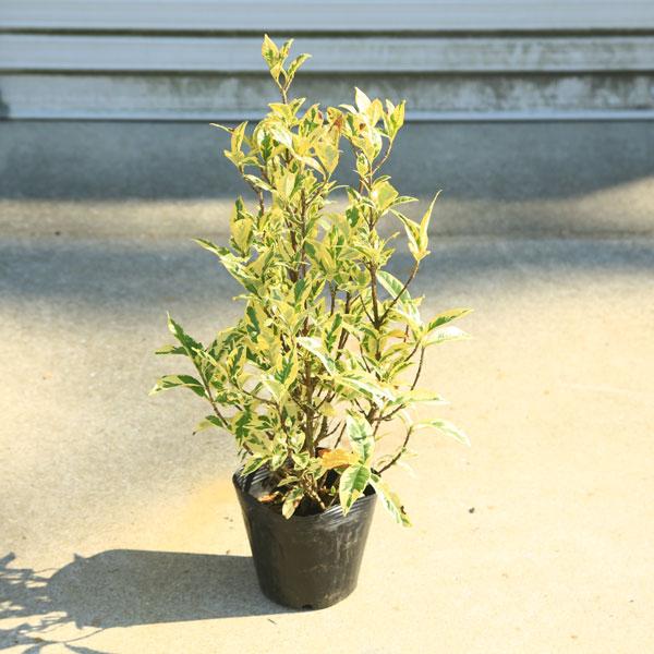 庭木苗・植木苗：斑入りクチナシ（ふいりくちなし）梔子 樹高50cm