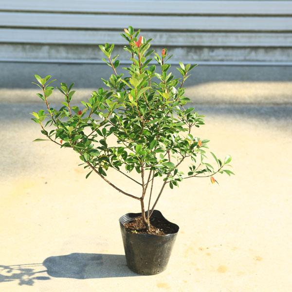 庭木・植木：紅姫シャリンバイ（車輪梅） 樹高40cm : 遊恵盆栽 Yahoo