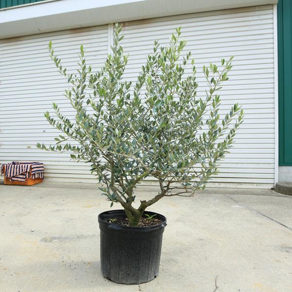 極太　オリーブの木　レッチーノ オリーブの木 レッチーノ | 観葉植物通販HitoHana(ひとはな)
