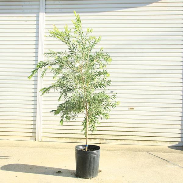 カリステモン　ドーソンリバー 送料無料】カリステモン ドーソンリバー 6寸ポット | 鉢花・花苗