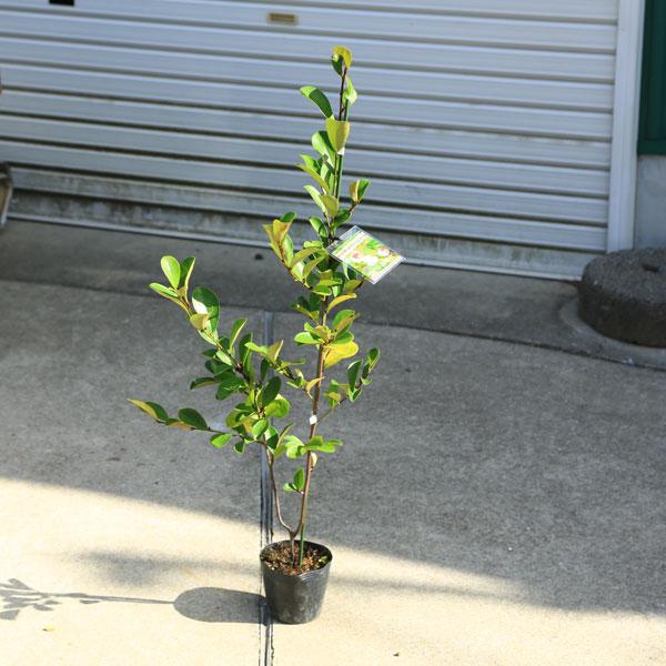 庭木・植木：ウンナンオガタマ 都築 桃花（雲南おがたま みやこちく