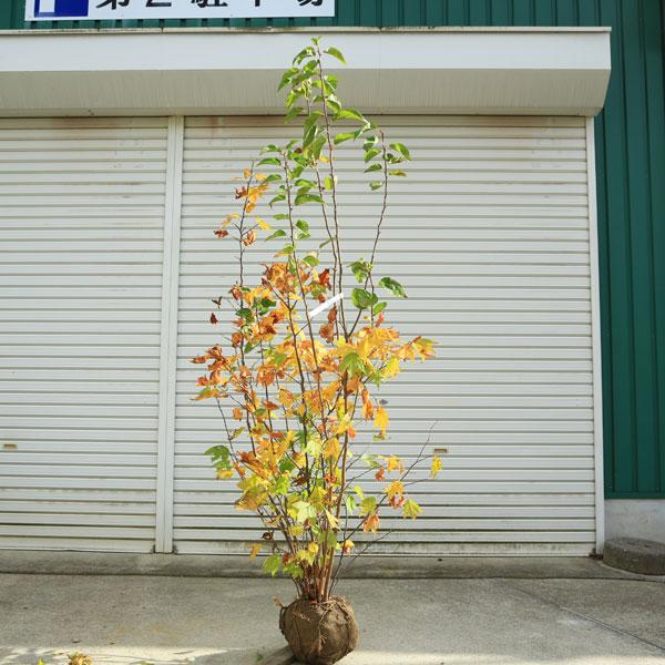 庭木 植木：シロモジ しろもじ*白文字 樹高160cm 佐川急便 : 遊恵