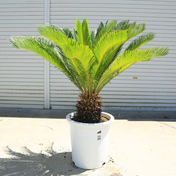 特選庭木・植木 キンカンソテツ：金環蘇鉄*10号 全高120cm 現品限り