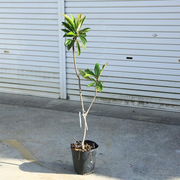庭木・植木：庭木：ビワ（枇杷）* 茂木 もぎ : 遊恵盆栽 Yahoo!店
