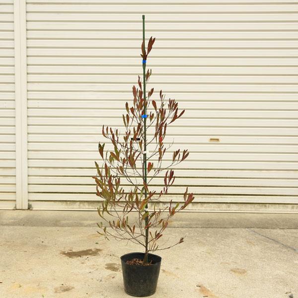 送料無料 庭木 ドドナエア ポップブッシュ プルプレア 樹高100ｃｍ N65v 遊恵盆栽 Yahoo 店 通販 Yahoo ショッピング