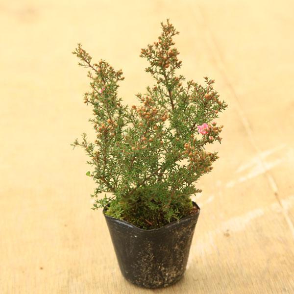 常緑低木樹撮影日：10月＊数量ものの為、写真と形状が異なる場合がございます。＊季節により状態は異なります。サイズ　ポット径：約7ｃｍ　樹高：約16ｃｍ　(撮影時)日当たり、水はけのよい場所を好みます。真夏には葉が焼けてしまう場合があるため、...