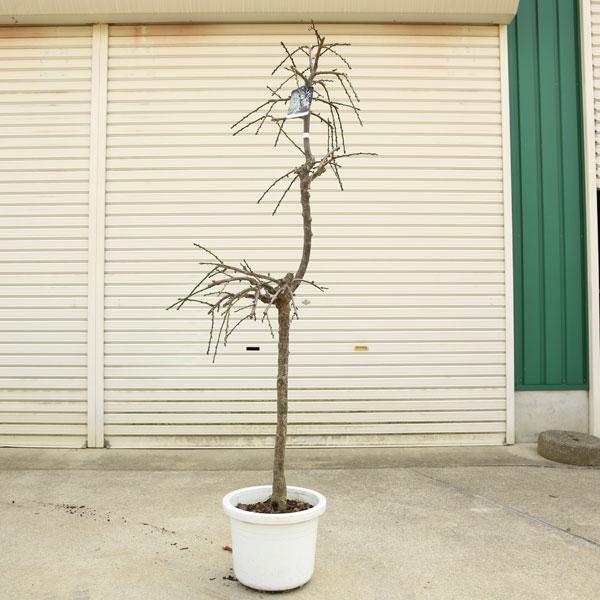 庭木：しだれ梅（白梅）* 樹高：約150cm 全高：160cm 現品限り 