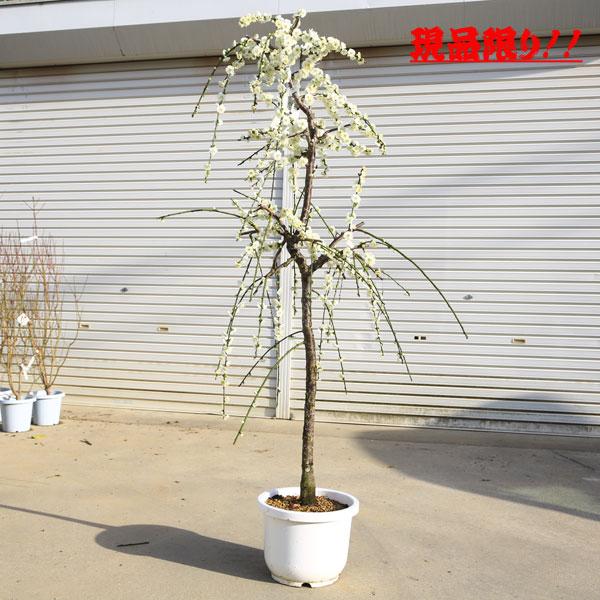 特選庭木：しだれ梅（白梅）* 樹高：約140-150cm 全高：150-160cm