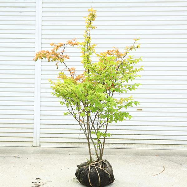 希少庭木・植木：ナツハゼ（なつはぜ）* 現品限り！ 樹高：約140cm