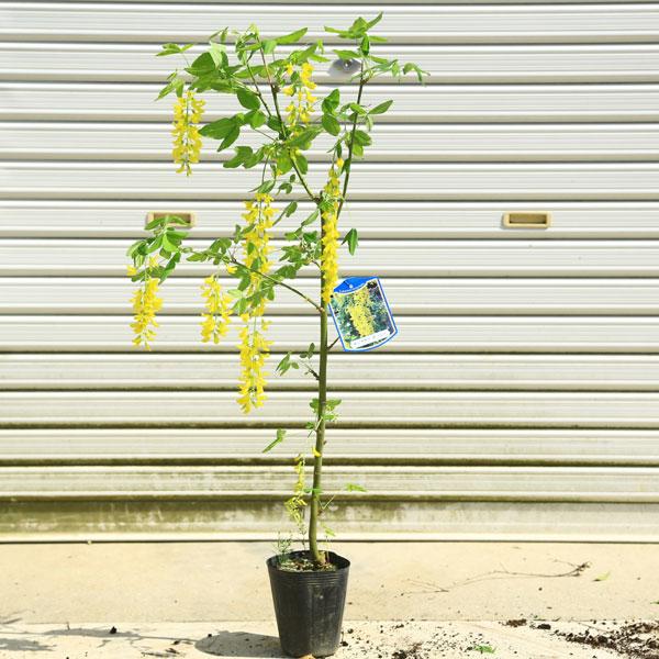 樹種：キングサリ　黄花藤常緑高木撮影日：5月　＊数量物商品となります。＊季節により状態は異なります。必ずしも花がついているわけではありません。サイズポット：約18ｃｍ　樹高：70ｃｍ　