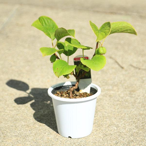 樹種：大実さるなし撮影日：3月落葉つる植物サルナシの中でも大きな実がなります。自家結実性がある植物ですが、キウイの雄木があるとより実がなりやすくなります。＊数量物商品となりますので、枝振りなどは異なる場合がございます。＊季節により状態は異な...