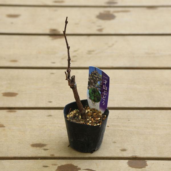 白樺の苗木　1.4メートル　10本+小苗10本　山葡萄苗木セット 白樺の苗木 1.4メートル 10本+小苗10本 山葡萄苗木セット 白樺の