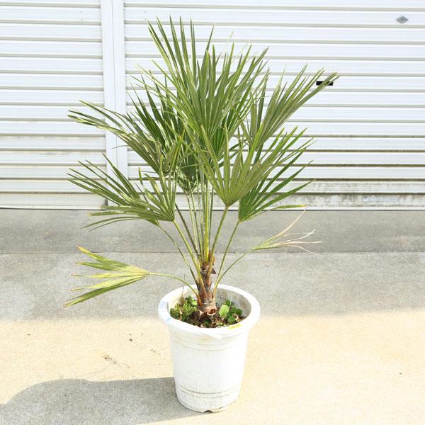 特大庭木 植木 ：チャメロプス・フミリス ヤシの木* 現品限り！ 佐川