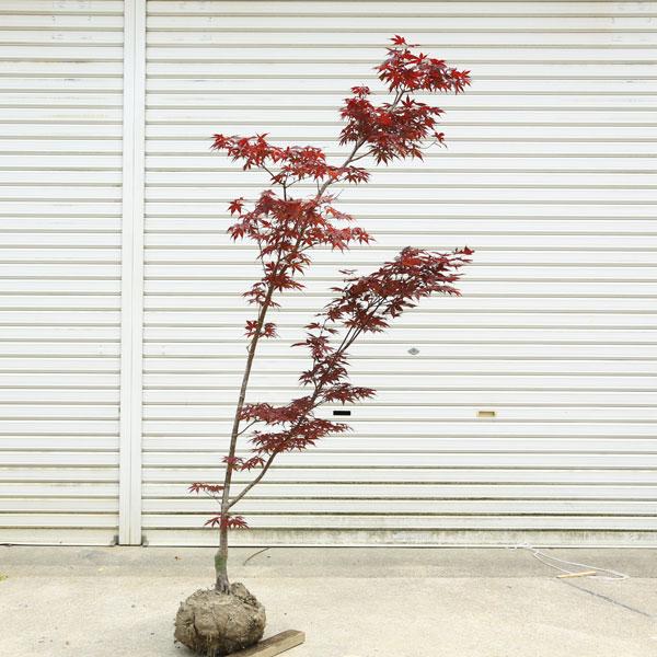 野村紅葉盆栽！ 特撰庭木・植木：猩々野村もみじ（野村もみじ）赤葉 もみじ*紅葉 樹高