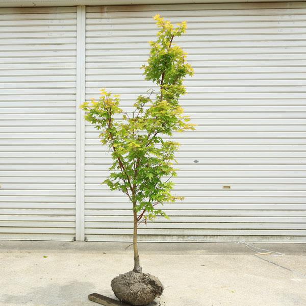 特撰庭木・植木：サンゴカクもみじ（珊瑚閣）*紅葉 樹高160cm 佐川