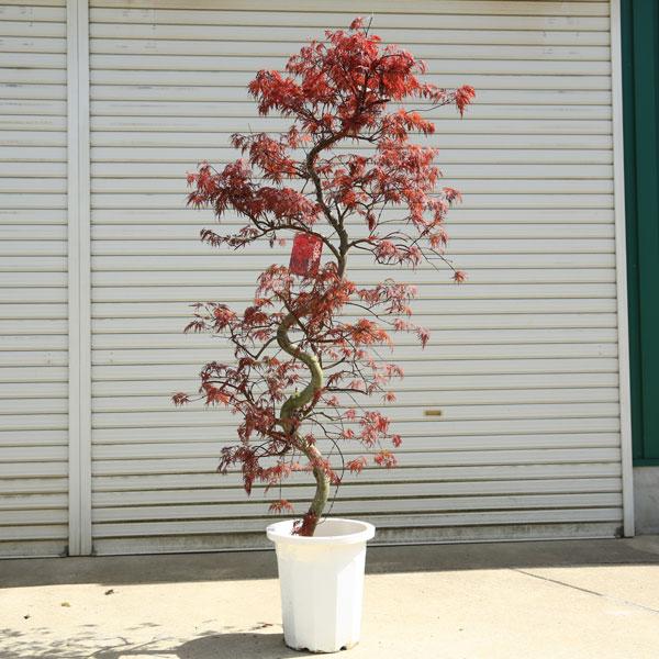送料無料 庭木・植木：紅しだれモミジ（紅枝垂れ）* そのまま置ける大