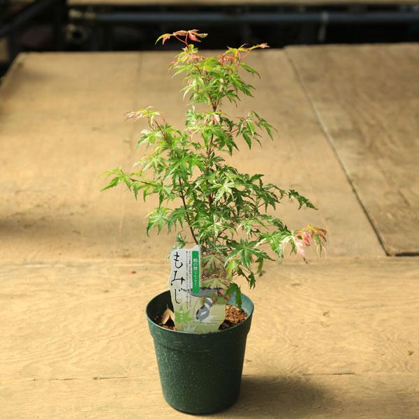 庭木・植木 庭木苗：鶴の舞モミジ*（つるのまい）もみじ 紅葉 ポット