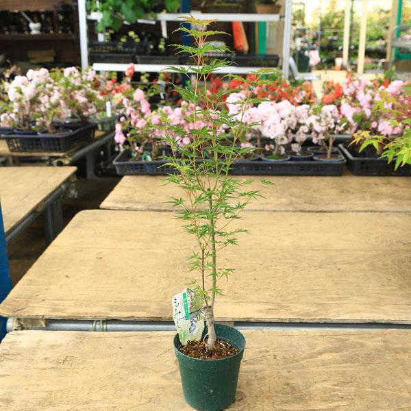庭木・植木 庭木苗：置霜モミジ（オキシモもみじ）おきしも もみじ