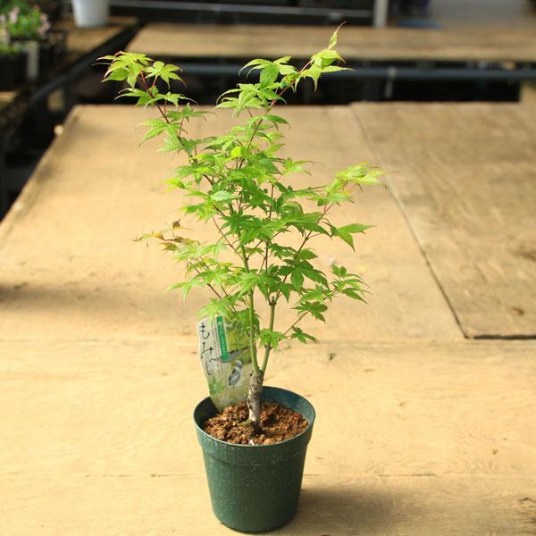もみじ苗木　鳴立沢 庭木・植木 庭木苗：鴫立沢モミジ（しぎたつさわ）もみじ 紅葉 ポット