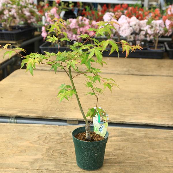 A1 斑入りもみじ 藤浪錦 6号鉢（接木3年苗・全長110cm） A1 斑入りもみじ 藤浪錦 6号鉢（接木3年苗・全長110cm） 楽天市場】