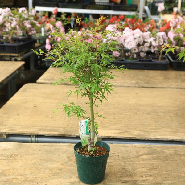 庭木・植木・庭木苗：天の川モミジ*（天ノ川もみじ）あまのかわ もみじ