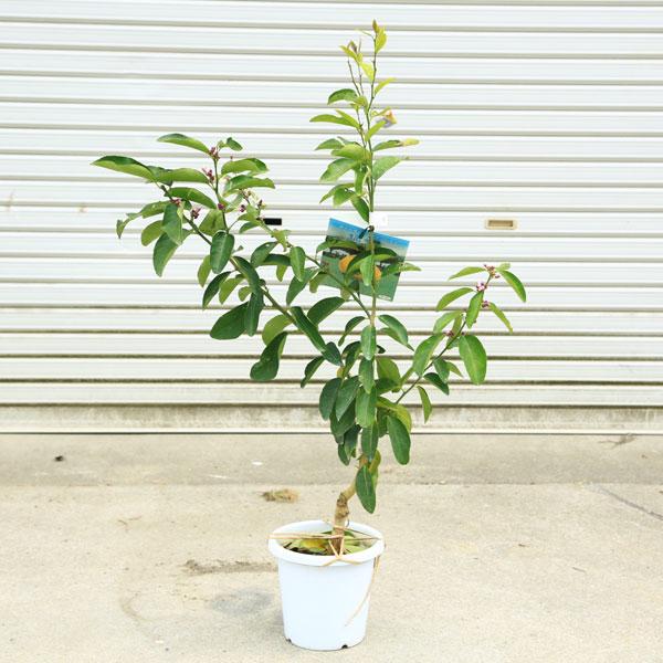 庭木 植木 果樹 苗木：レモン（璃の香）りのか 大株 れもん 檸檬