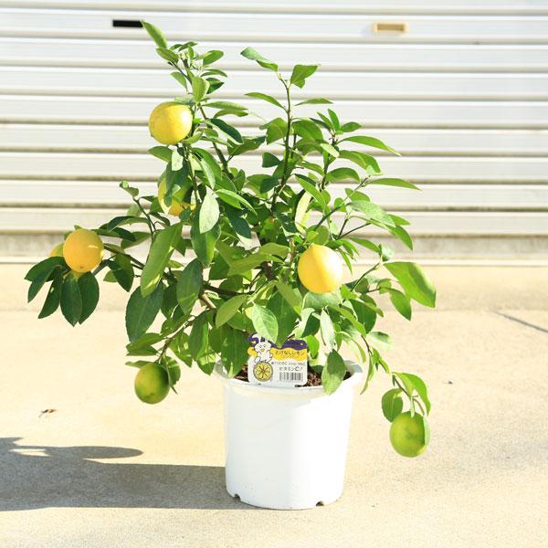 トゲ無しレモン苗木　３つ実着き 特撰！トゲ無しレモン苗木3年生