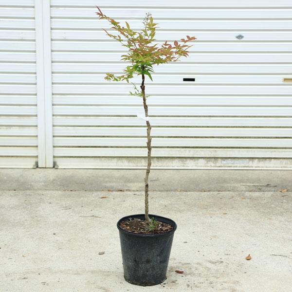庭木・植木・希少品種：折鶴南天（おりづるなんてん）現品限り 佐川