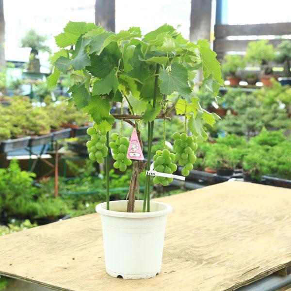 特良品庭木・果樹：ぶどう 葡萄（巨峰）きょほう *贈答品にも最適 行燈