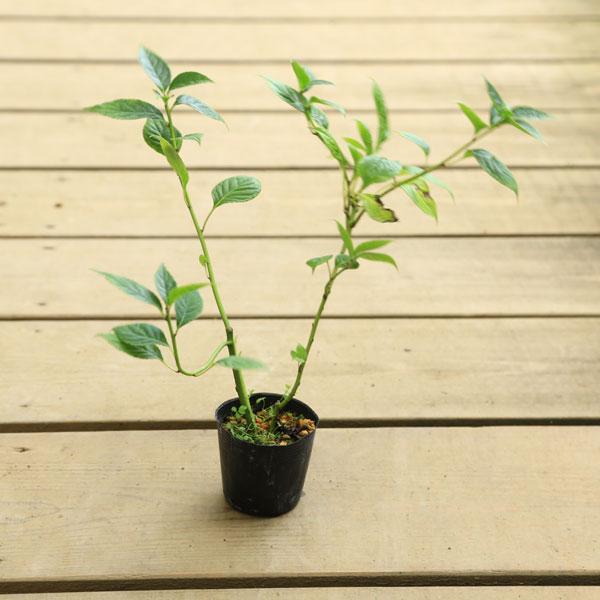 庭木苗：ハナイカダ*（はないかだ）花筏 雌木（メス木） : 遊恵盆栽