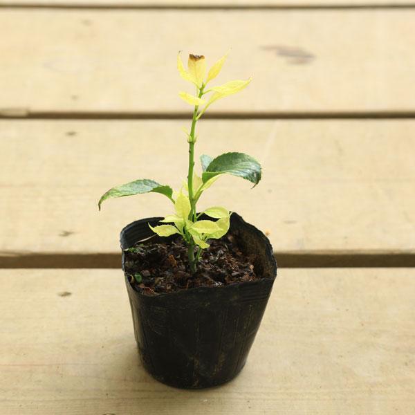 庭木苗・希少苗：ハナイカダ*（はないかだ）花筏 黄金葉 雌木（メス木