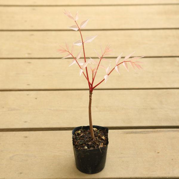 落葉高木樹撮影日：4月　＊数量物商品となりますので、枝振りなどは異なる場合がございます。＊ポットの材質やサイズは変更となる場合がございます。＊季節により状態は異なります。サイズ鉢径：約10ｃｍ　樹高：約25ｃｍ(撮影時)置き場所：明るい日陰...