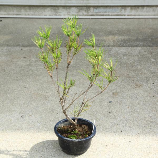 盆栽苗・庭木苗：蛇の目松（ジャノメ松）*ジャノメ赤松 蛇の目赤松