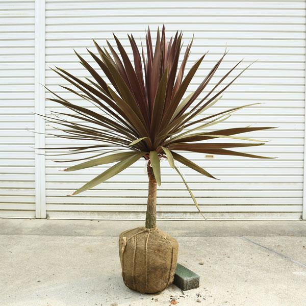 庭木 植木：コルジリネ・オーストラリス・レッドスター*赤ドラ