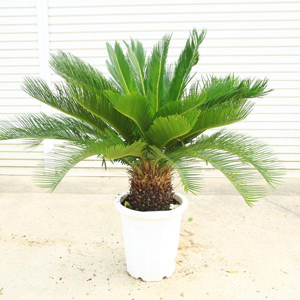 特選庭木・植木 ソテツ：蘇鉄*10号 全高100cm 現品限り 大型佐川急便 